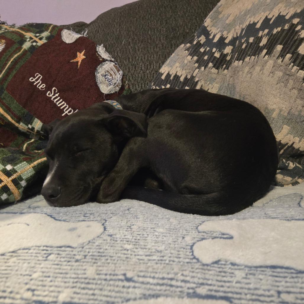 Enlarge Nomad, a Adoptable mixed breed in St. Peters, MO image 3/6