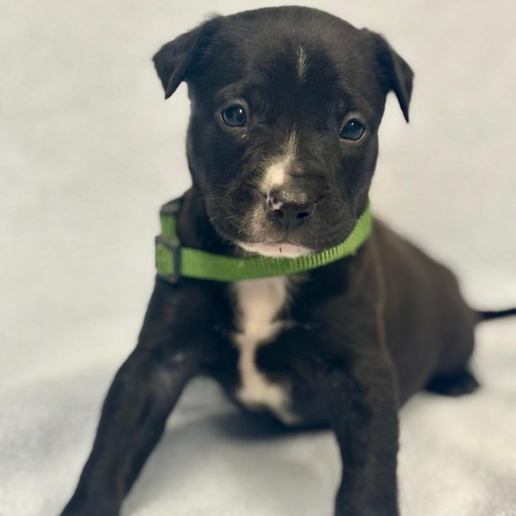 Enlarge Nomad, a Adoptable mixed breed in St. Peters, MO image 4/6