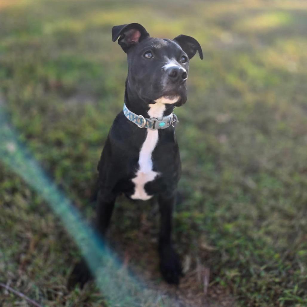 Enlarge Nomad, a Adoptable mixed breed in St. Peters, MO image 5/6