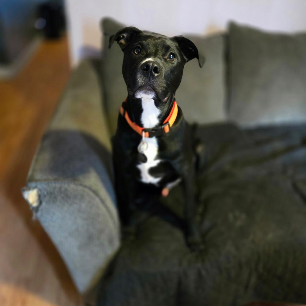 Enlarge Nomad, a Adoptable mixed breed in St. Peters, MO image 5/6