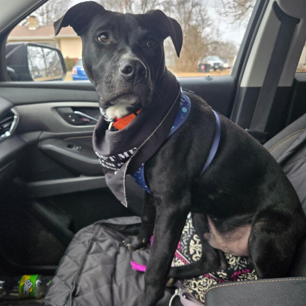 Nomad, a Adoptable mixed breed in St. Peters, MO image 5/6