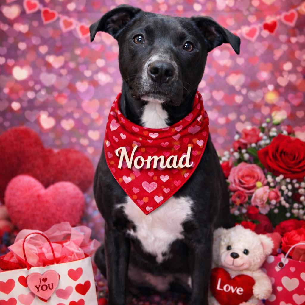 Nomad, a Adoptable mixed breed in St. Peters, MO image 6/6