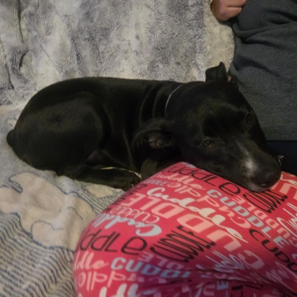 Enlarge Nomad, a Adoptable mixed breed in St. Peters, MO image 6/6