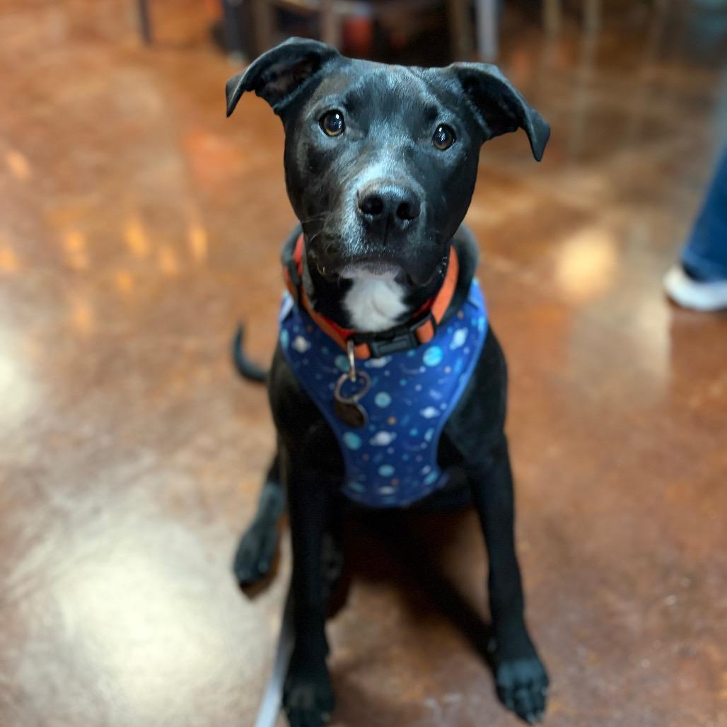 Enlarge Nomad, a Adoptable mixed breed in St. Peters, MO image 6/6