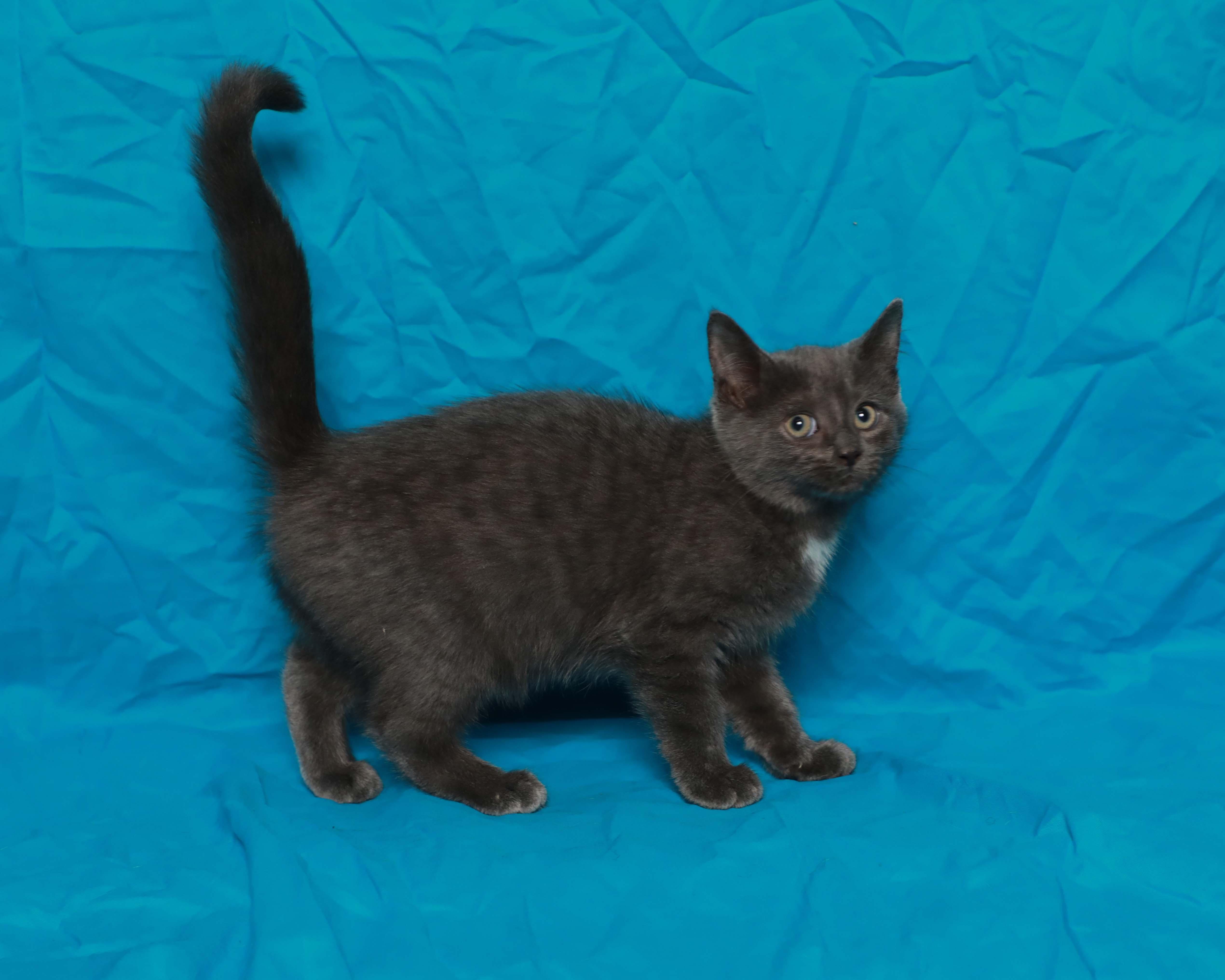 Ash, adopted, Kitten Female Domestic Medium Hair.