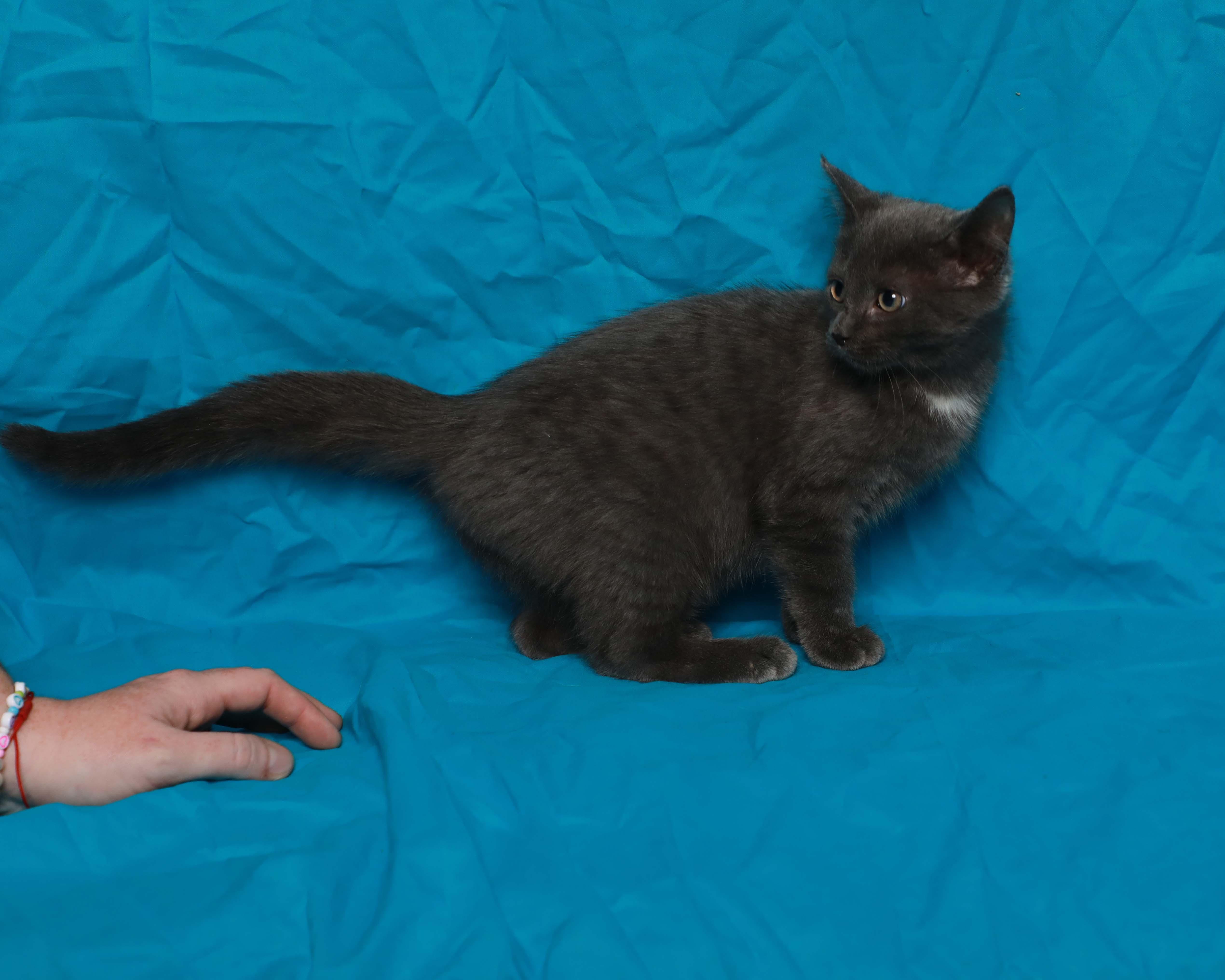 Ash, an adopted Domestic Medium Hair in Rock Falls, IL image 2/4