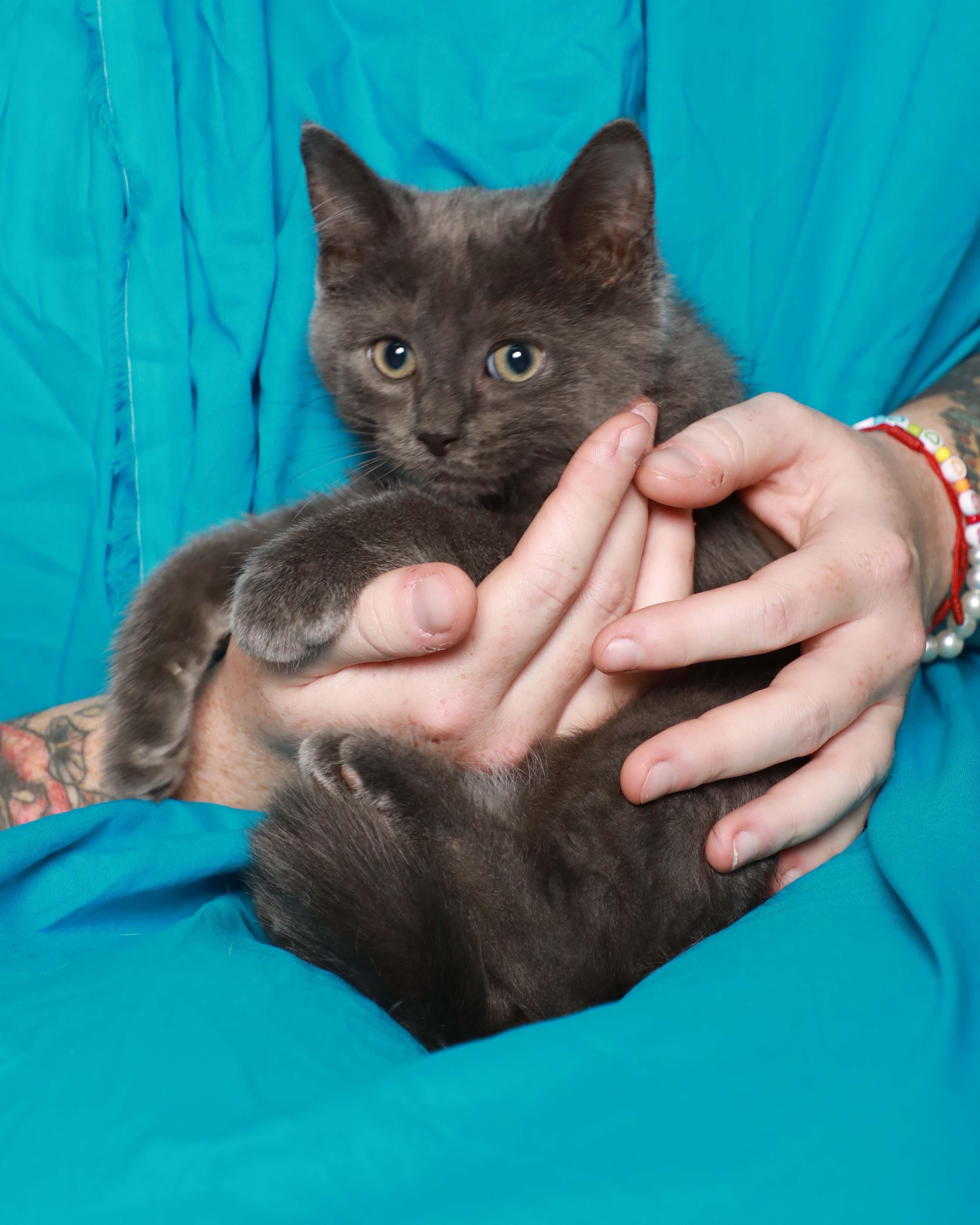 Ash, an adopted Domestic Medium Hair in Rock Falls, IL image 4/4