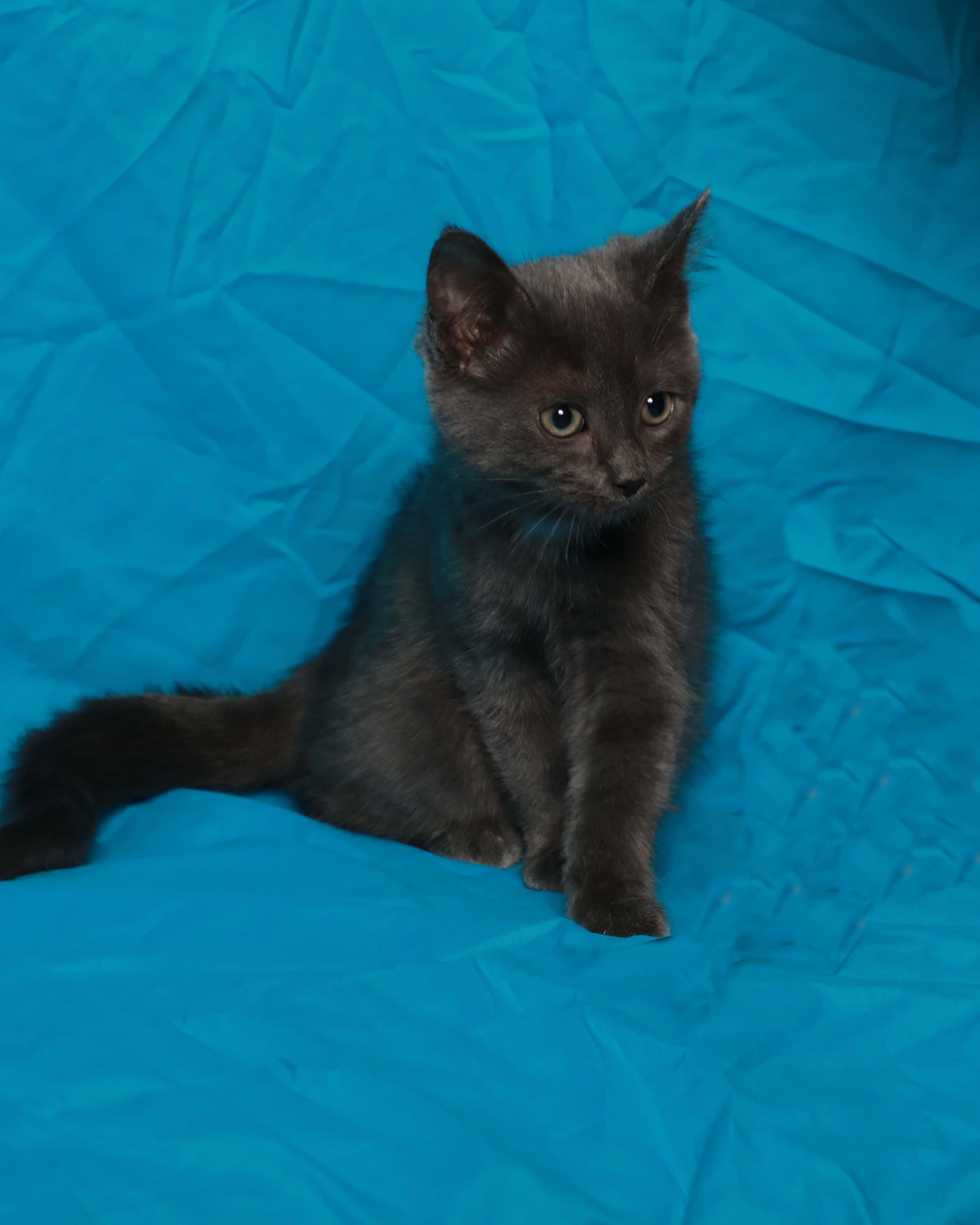 Ash, an adopted Domestic Medium Hair in Rock Falls, IL image 3/4
