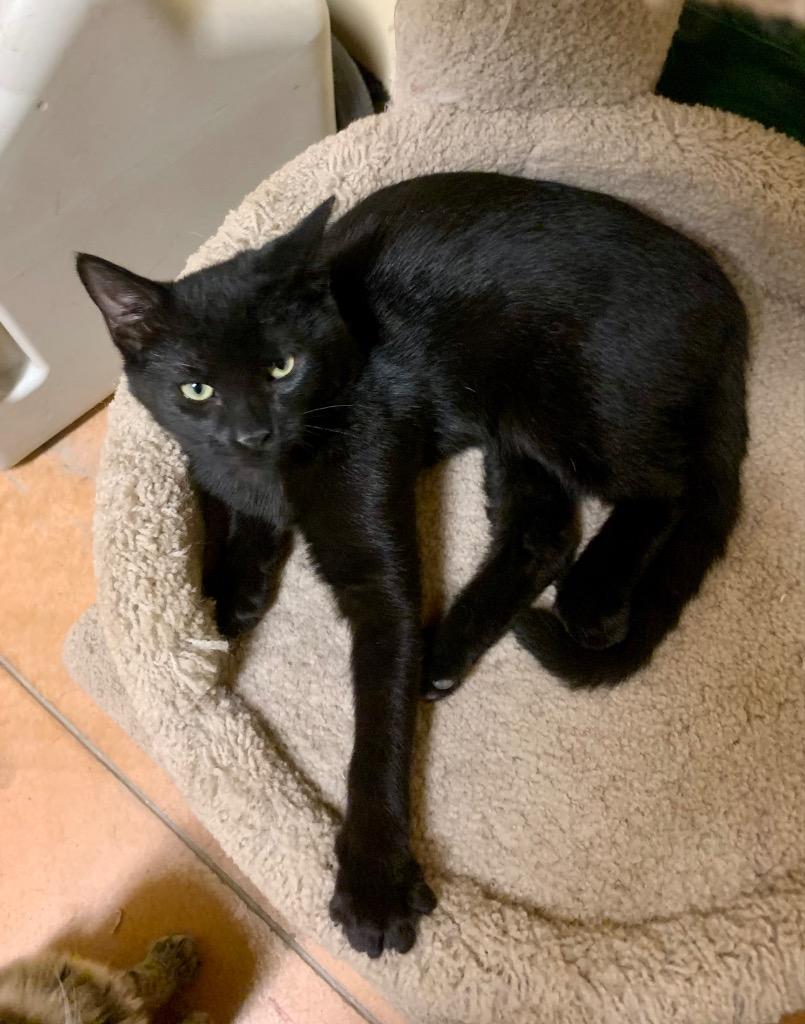 Enlarge Pepsi, a Adoptable mixed breed in Thayne, WY image 2/4