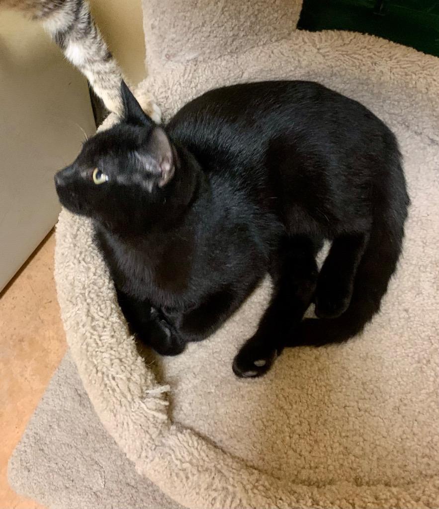 Enlarge Pepsi, a Adoptable mixed breed in Thayne, WY image 3/4