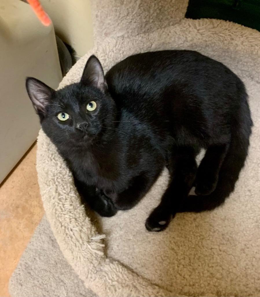 Enlarge Pepsi, a Adoptable mixed breed in Thayne, WY image 4/4