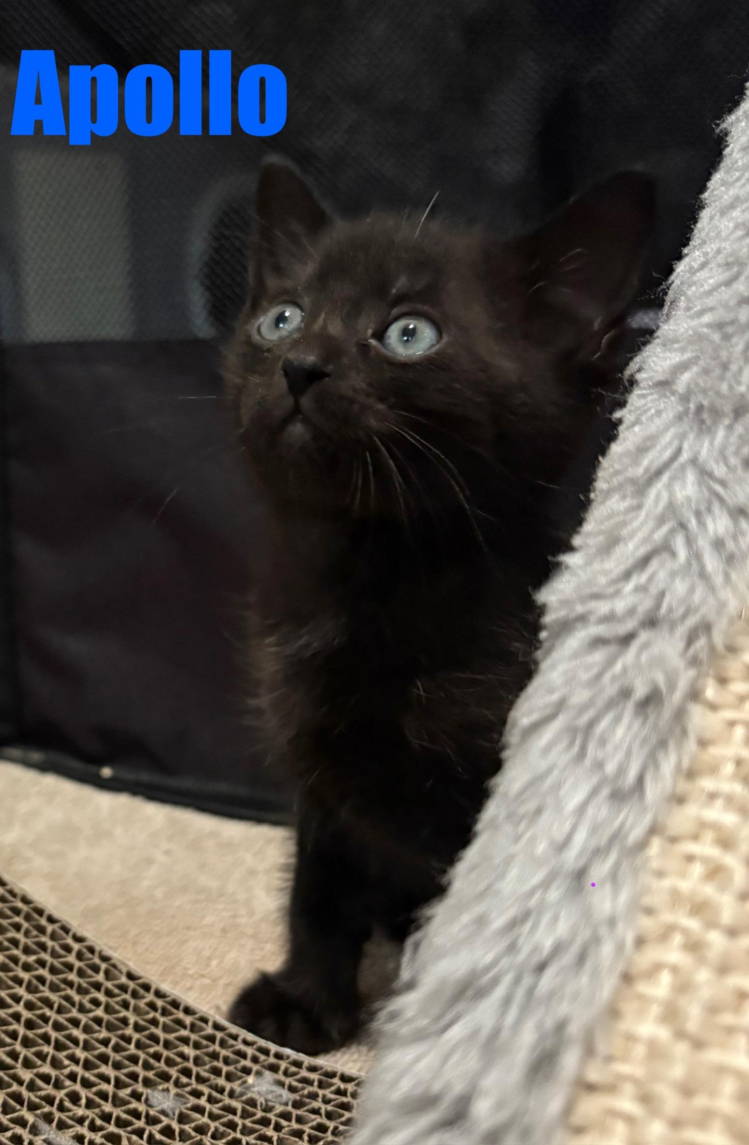 Apollo, a Adopted Domestic Short Hair in Beaverton, OR image 1/2