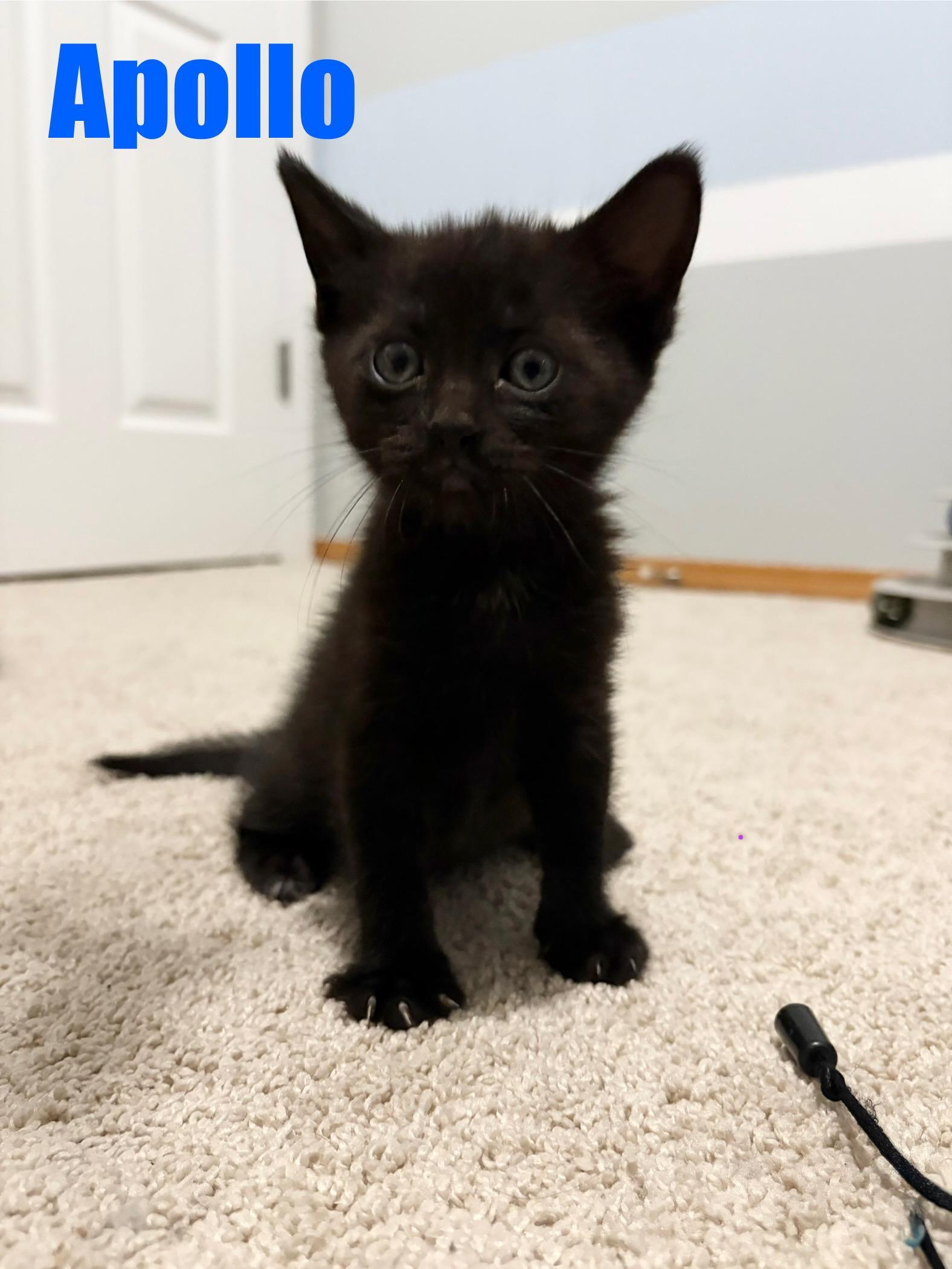 Apollo, a Adopted Domestic Short Hair in Beaverton, OR image 2/2