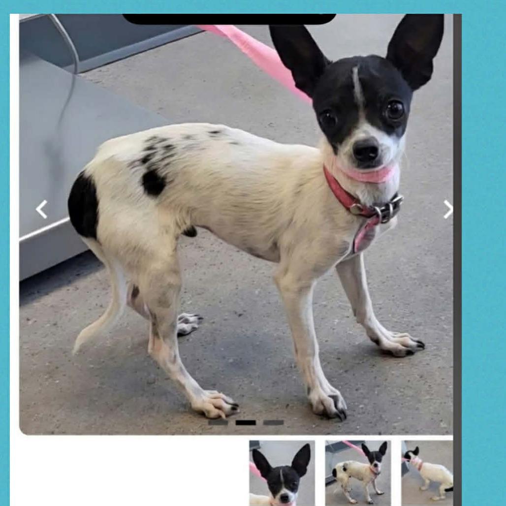 Enlarge SPEEDY, a Adoptable Chihuahua in Loves Park, IL image 1/1