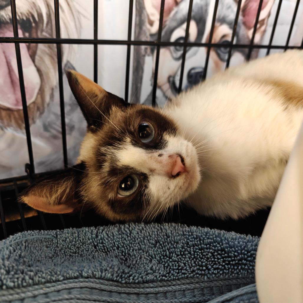 Lucy, Adoptable, Adult Female Siamese.