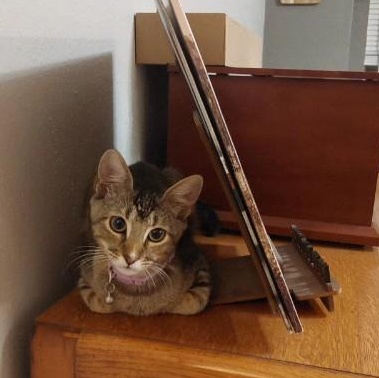 Enlarge Tiger, a Adoptable American Shorthair in Bryan, TX image 1/6