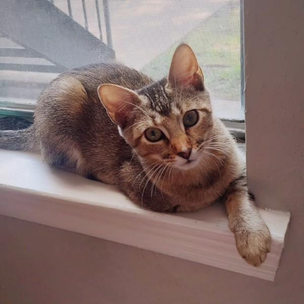 Enlarge Tiger, a Adoptable American Shorthair in Bryan, TX image 2/6