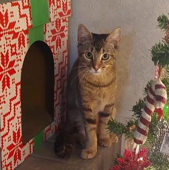 Enlarge Tiger, a Adoptable American Shorthair in Bryan, TX image 3/6