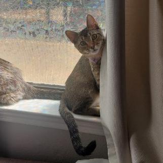 Enlarge Tiger, a Adoptable American Shorthair in Bryan, TX image 4/6