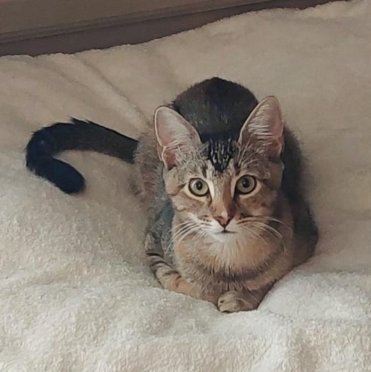 Tiger, Adoptable, Kitten Female American Shorthair.