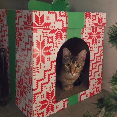 Enlarge Tiger, a Adoptable American Shorthair in Bryan, TX image 5/6