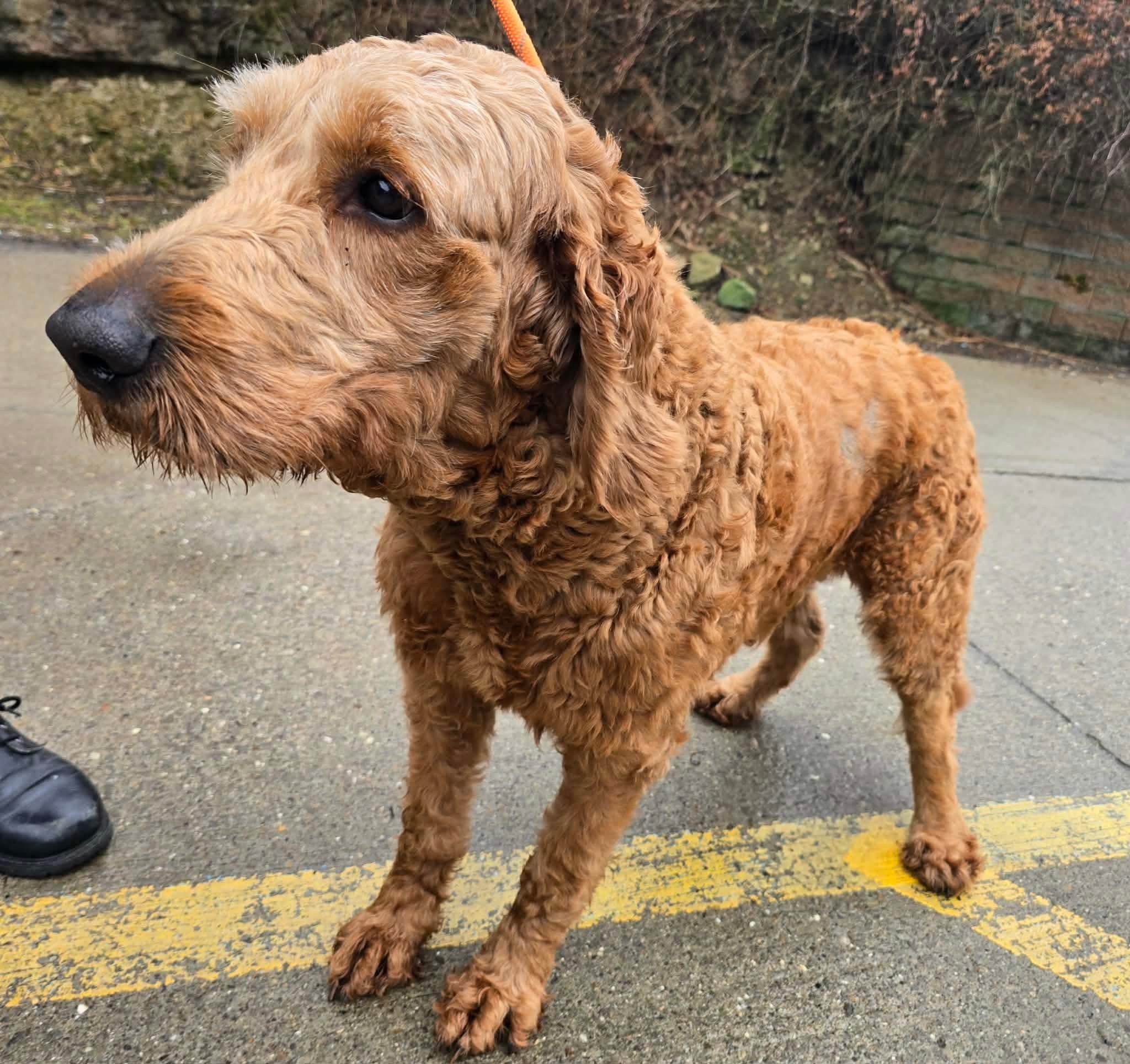 Enlarge Ariel, a ADOPTABLE Goldendoodle in St. Clairsville, OH image 2/3