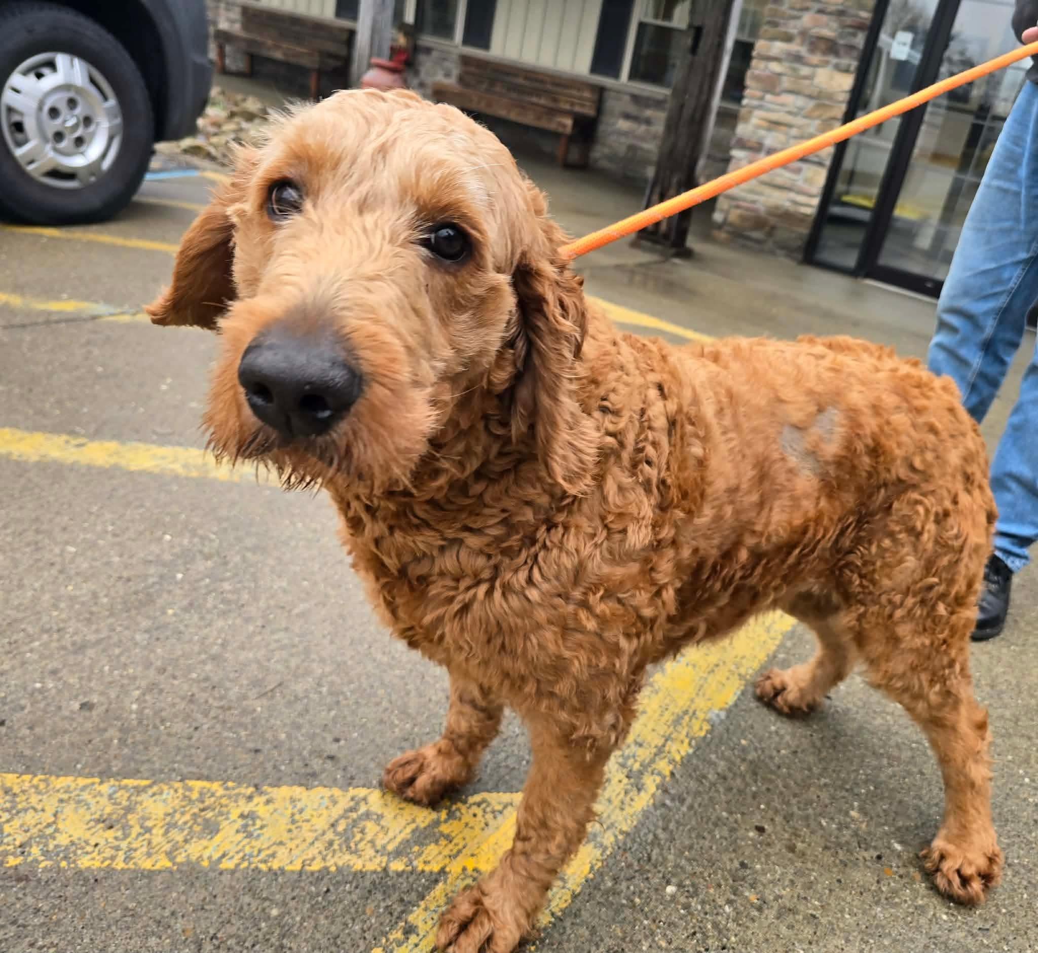Enlarge Ariel, a ADOPTABLE Goldendoodle in St. Clairsville, OH image 1/3