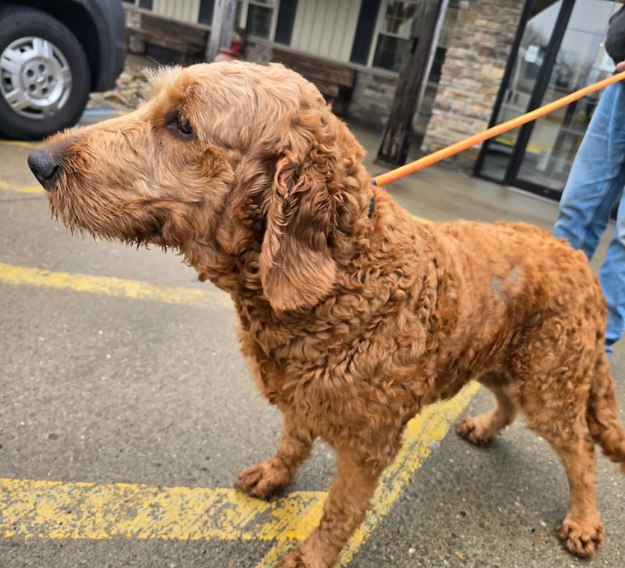 Enlarge Ariel, a ADOPTABLE Goldendoodle in St. Clairsville, OH image 3/3