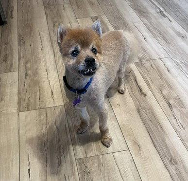 Gomez, Adoptable, Adult Male Pomeranian.