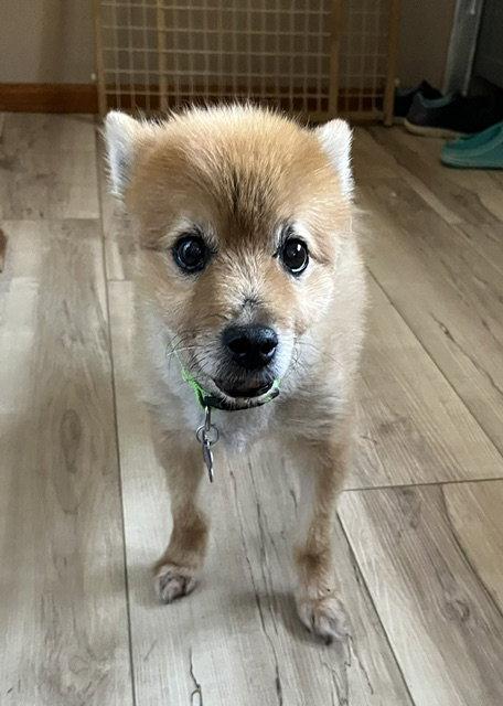 Enlarge Gomez, a Adoptable Pomeranian in St. Louis, MO image 2/3