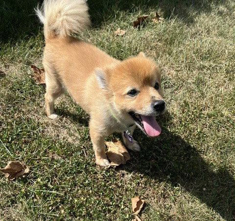 Enlarge Gomez, a Adoptable Pomeranian in St. Louis, MO image 3/3