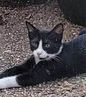 Bruce, a Adoptable Domestic Short Hair in Horn Lake, MS image 2/2