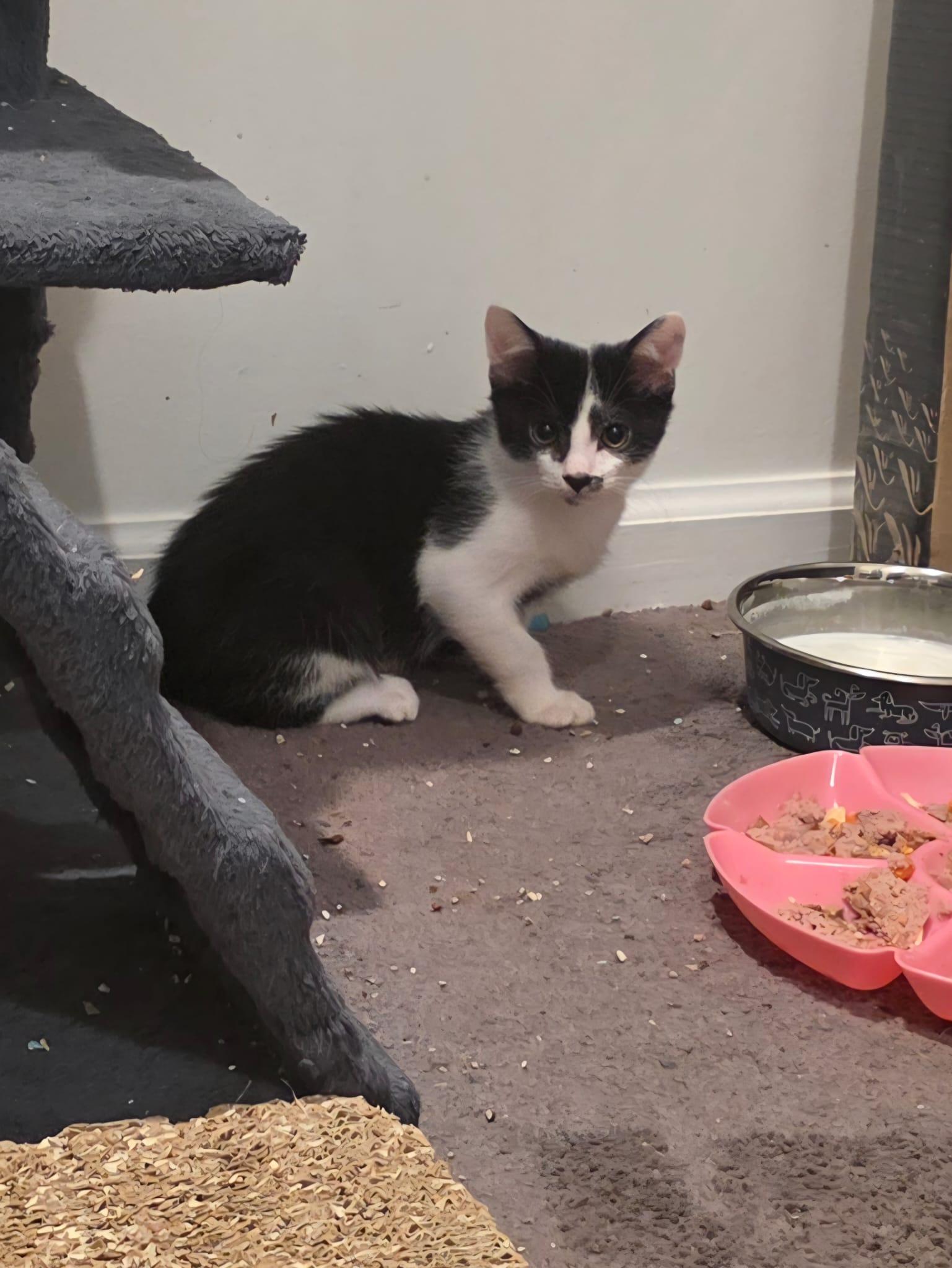 OREO Elizabeth St. Kittens from Mama Noir, a Adoptable mixed breed in Perth Amboy , NJ image 3/5