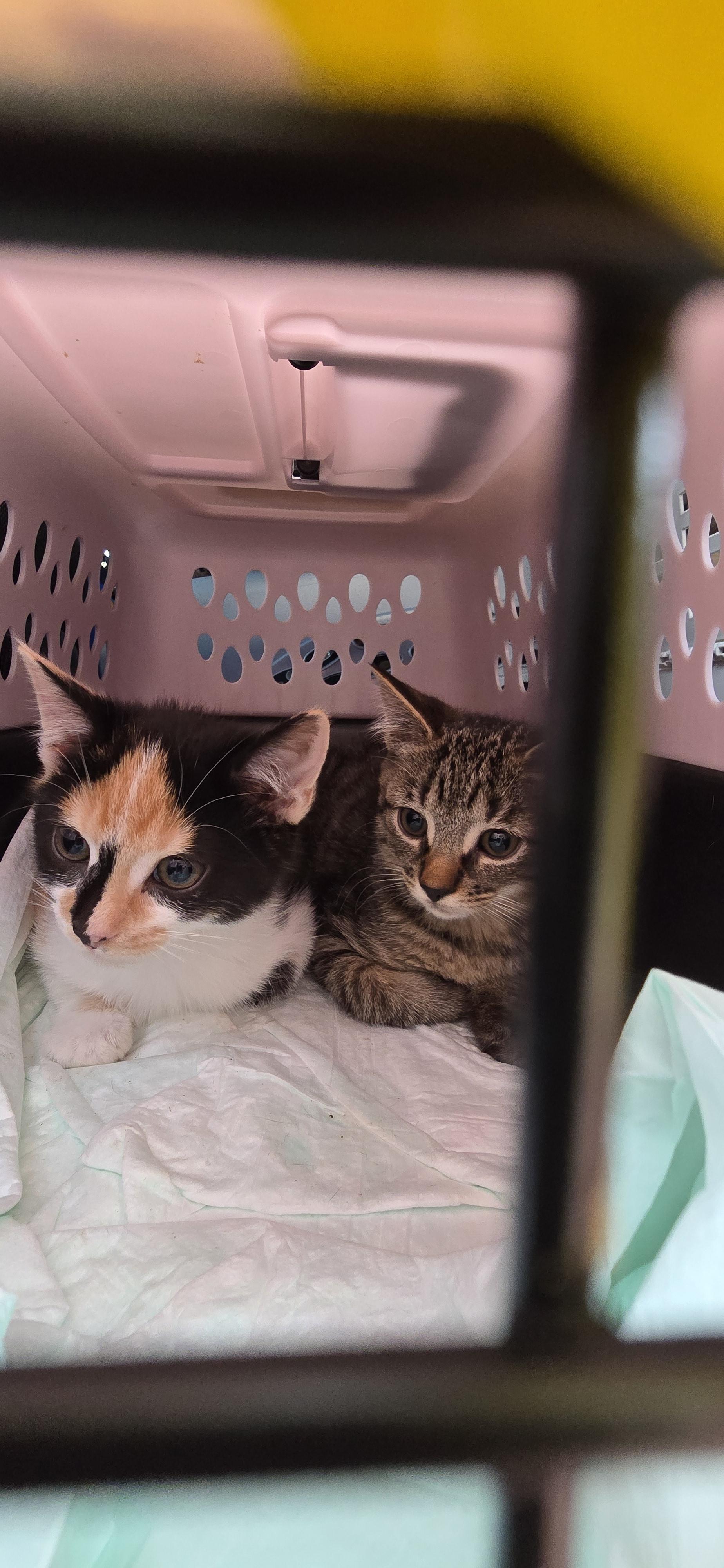 Elizabeth St. Kittens from Mama Noir