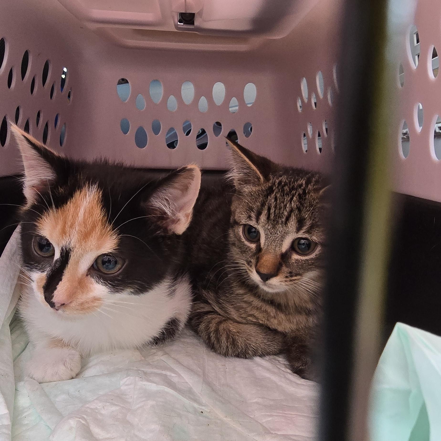 Enlarge Elizabeth St. Kittens from Mama Noir, a Adoptable mixed breed in Perth Amboy , NJ image 3/6