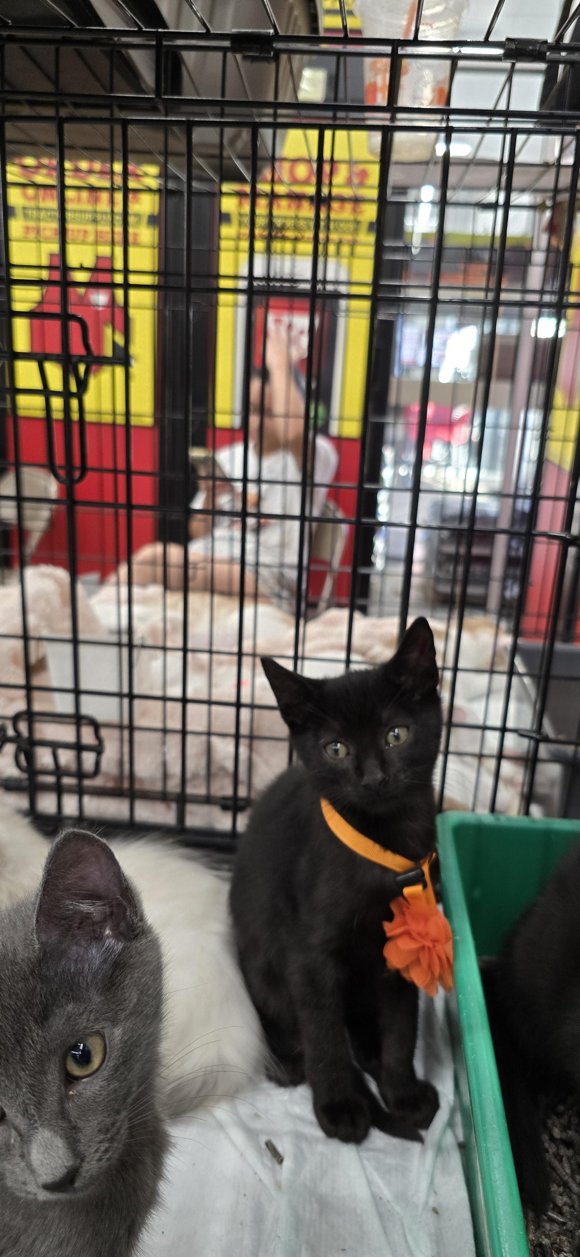 Elizabeth St. Kittens from Mama Noir