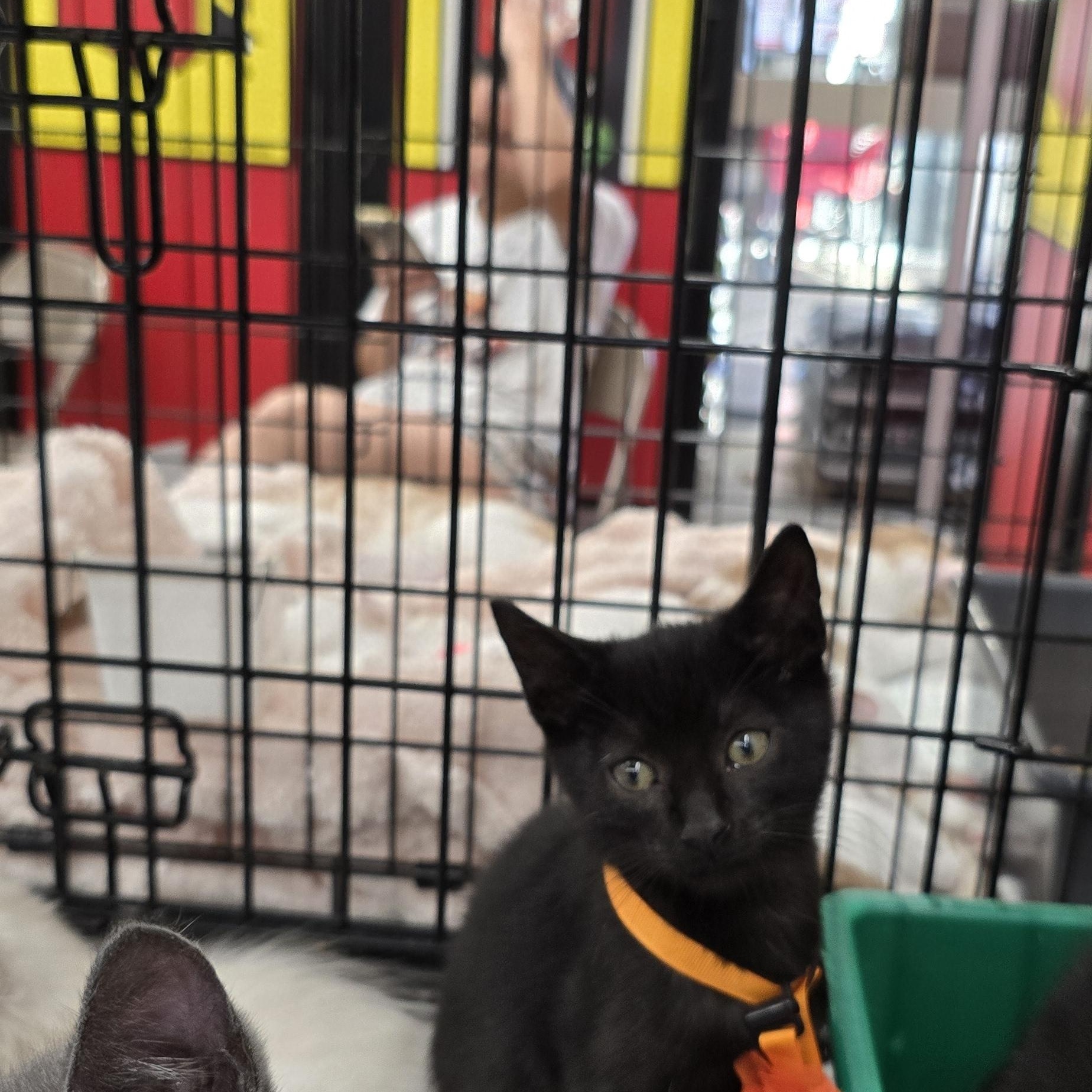 Enlarge Elizabeth St. Kittens from Mama Noir, a Adoptable mixed breed in Perth Amboy , NJ image 2/6