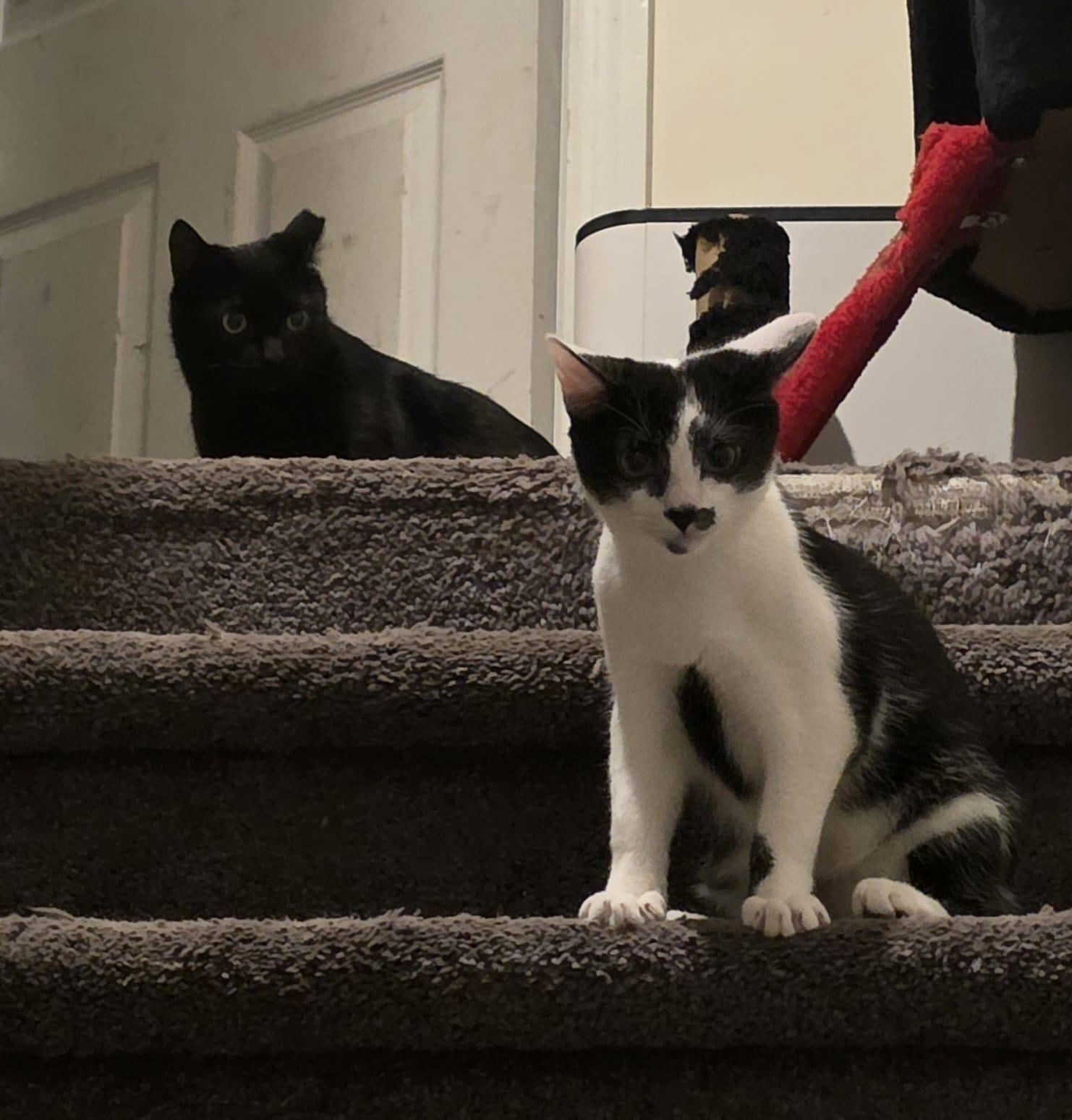 OREO Elizabeth St. Kittens from Mama Noir, Adoptable, Young Male Domestic Short Hair.