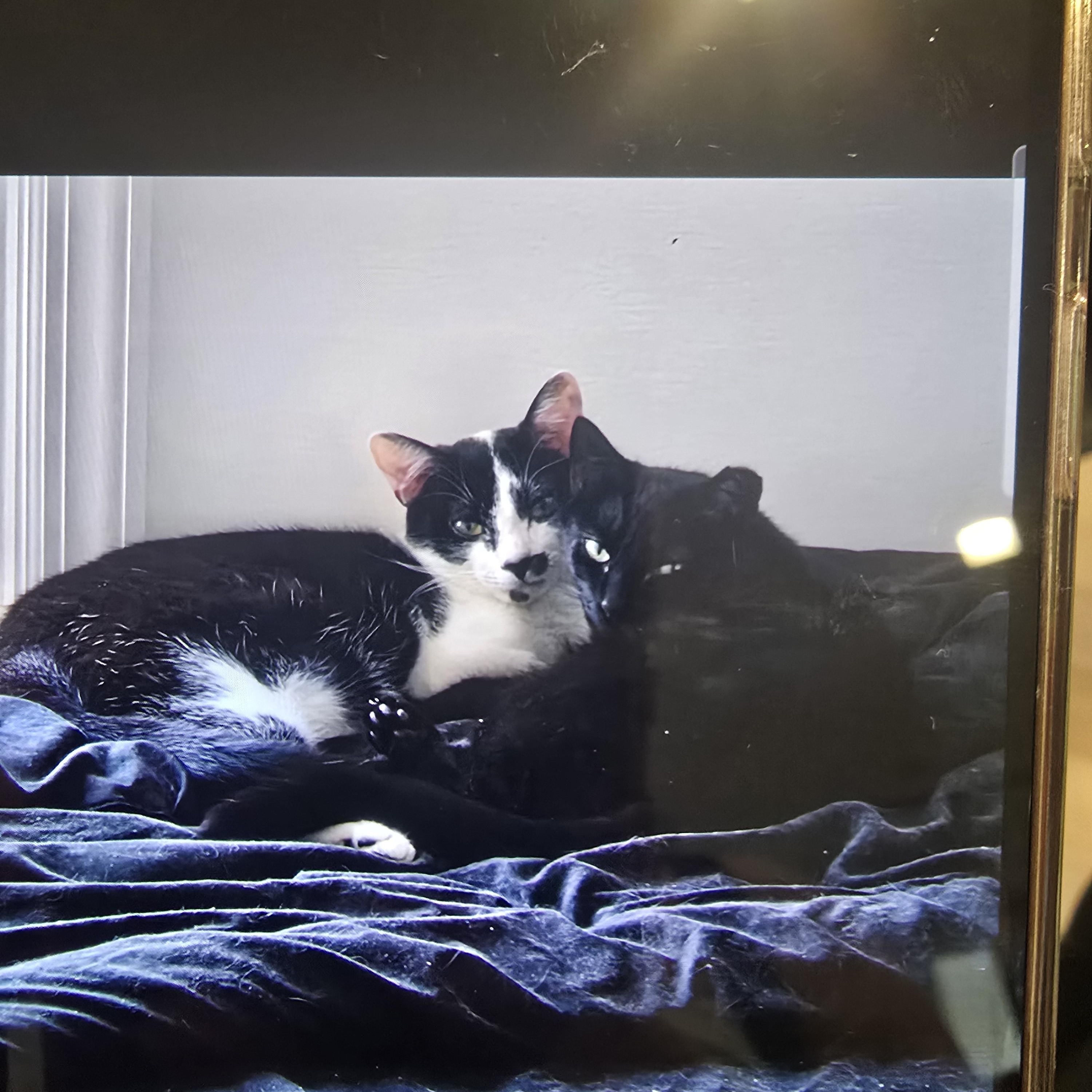 Enlarge OREO & Mama Noir, a Adoptable mixed breed in Perth Amboy , NJ image 1/6