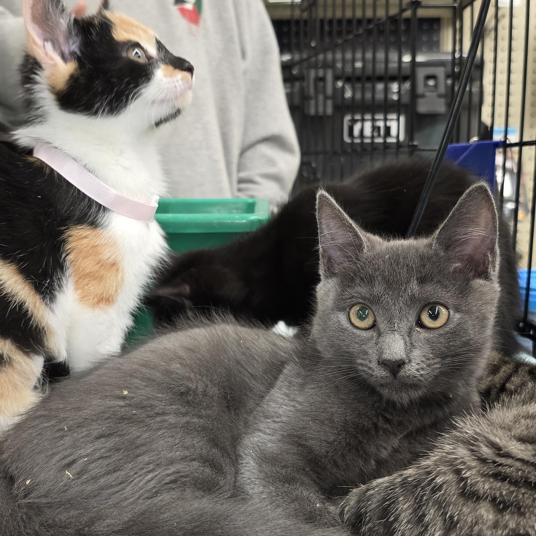 Enlarge Elizabeth St. Kittens from Mama Noir, a Adoptable mixed breed in Perth Amboy , NJ image 4/6