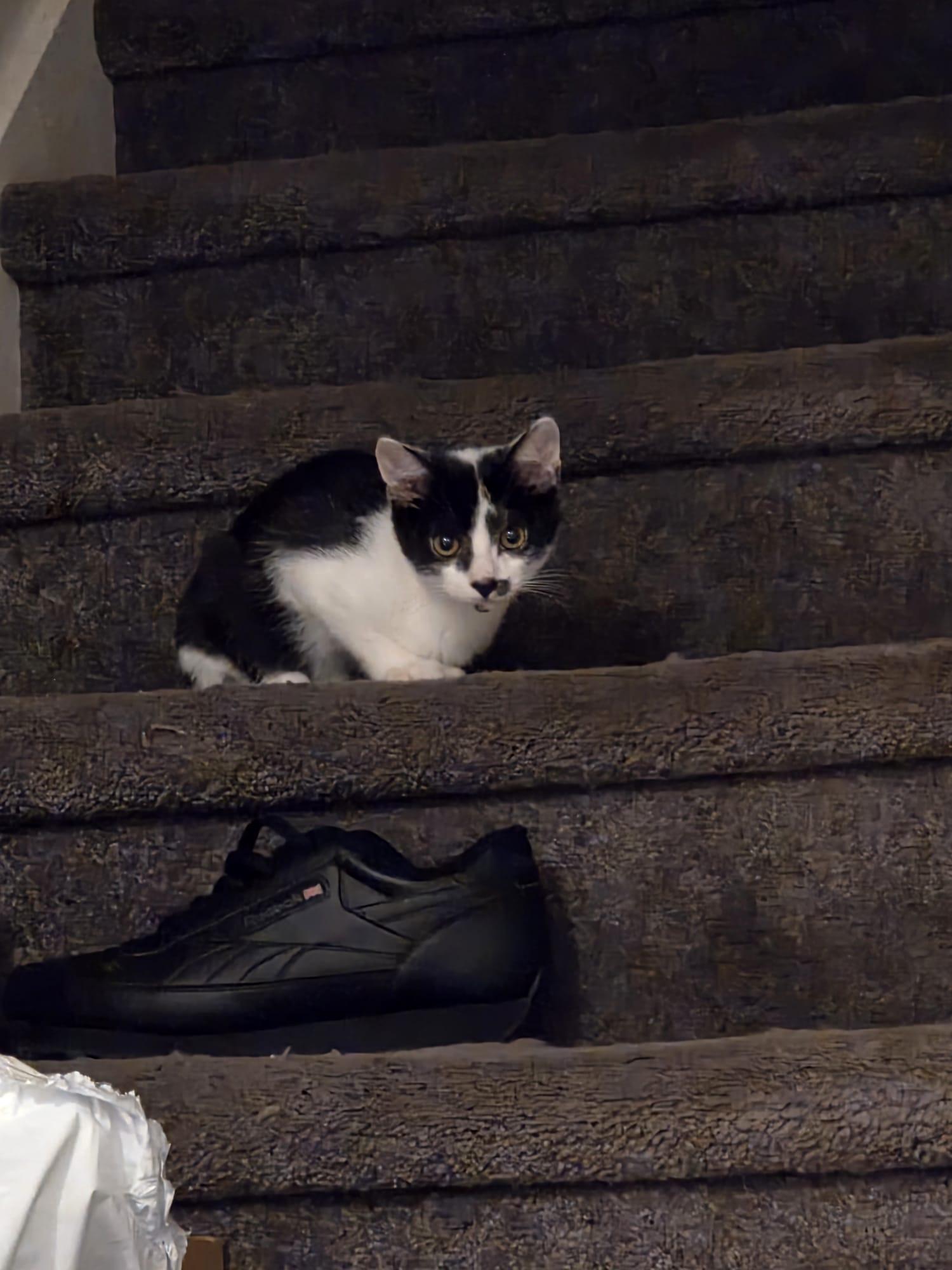 OREO Elizabeth St. Kittens from Mama Noir, Adoptable, Young Male Domestic Short Hair.