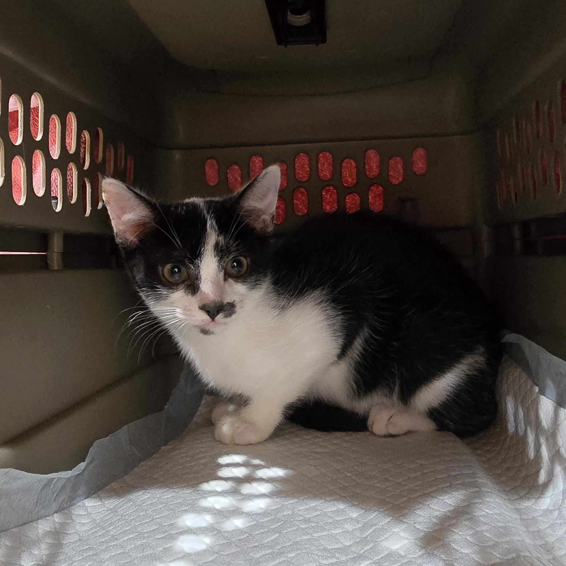 OREO Elizabeth St. Kittens from Mama Noir, a Adoptable mixed breed in Perth Amboy , NJ image 2/5