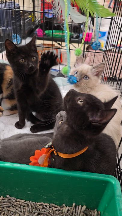 Enlarge Elizabeth St. Kittens from Mama Noir, a Adoptable mixed breed in Perth Amboy , NJ video 5/6
