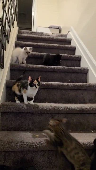 Enlarge Elizabeth St. Kittens from Mama Noir, a Adoptable mixed breed in Perth Amboy , NJ video 6/6