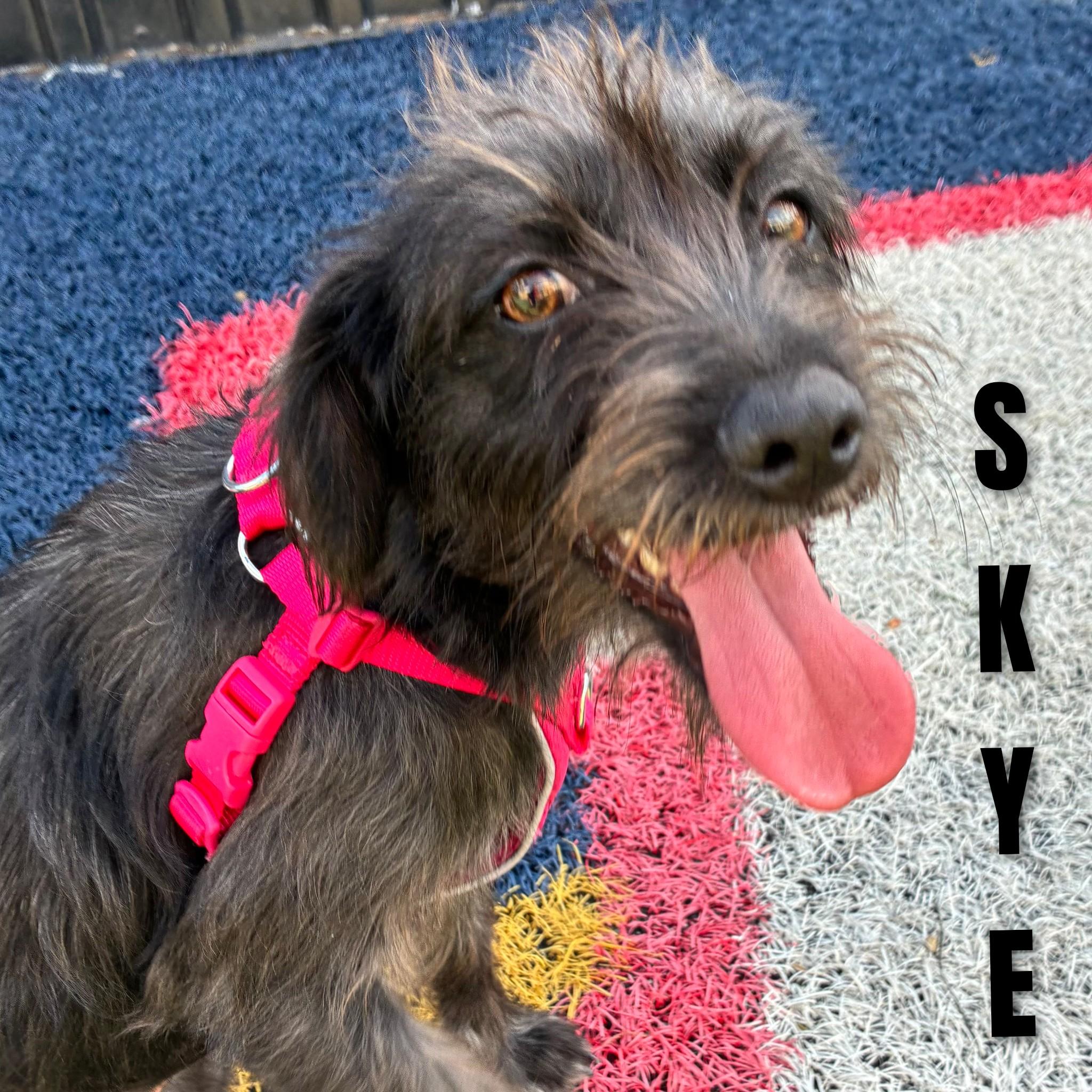 Skye, Adopted, Young Female Terrier.