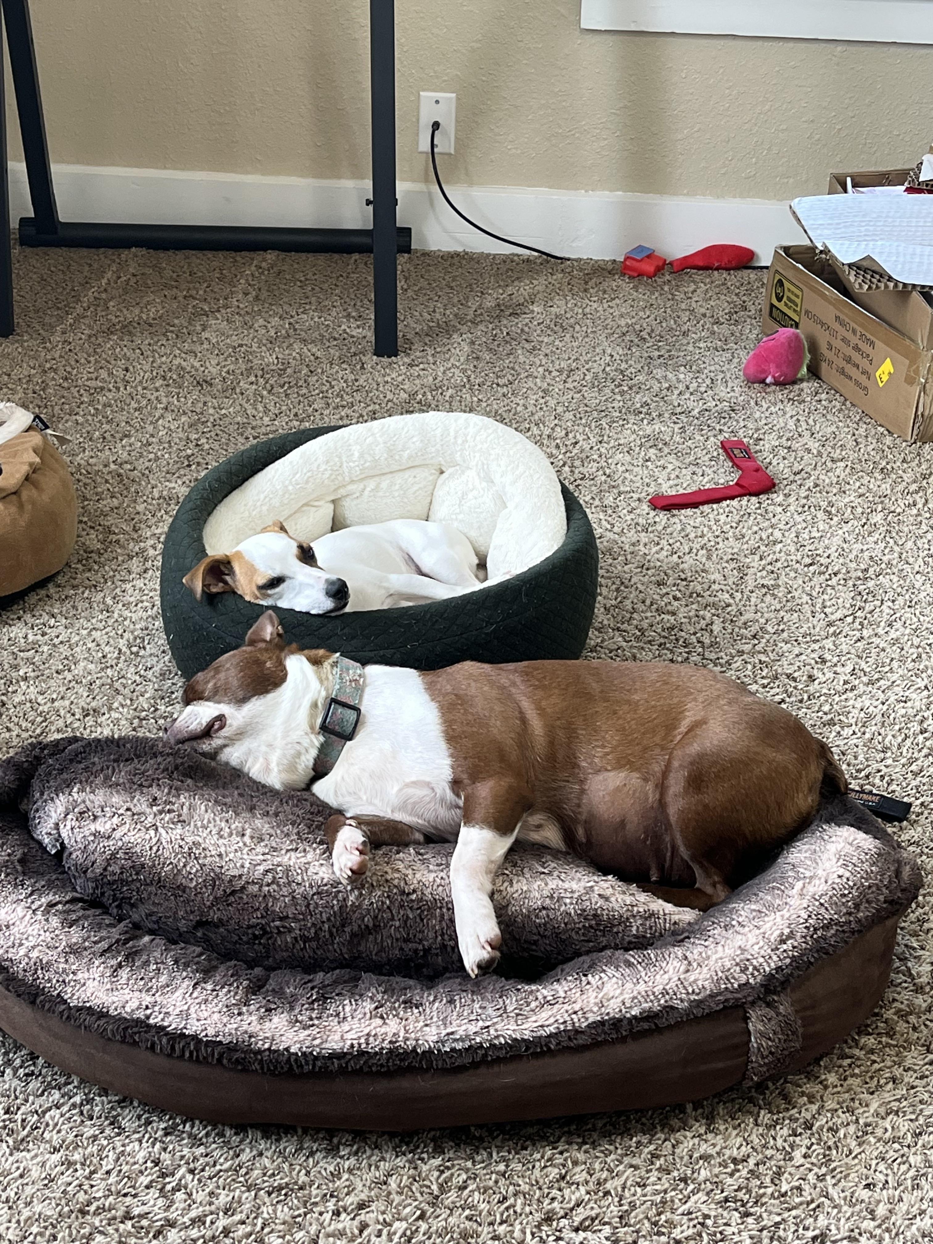 Enlarge Reba, an adoptable Boston Terrier in Oregon, IL image 4/4