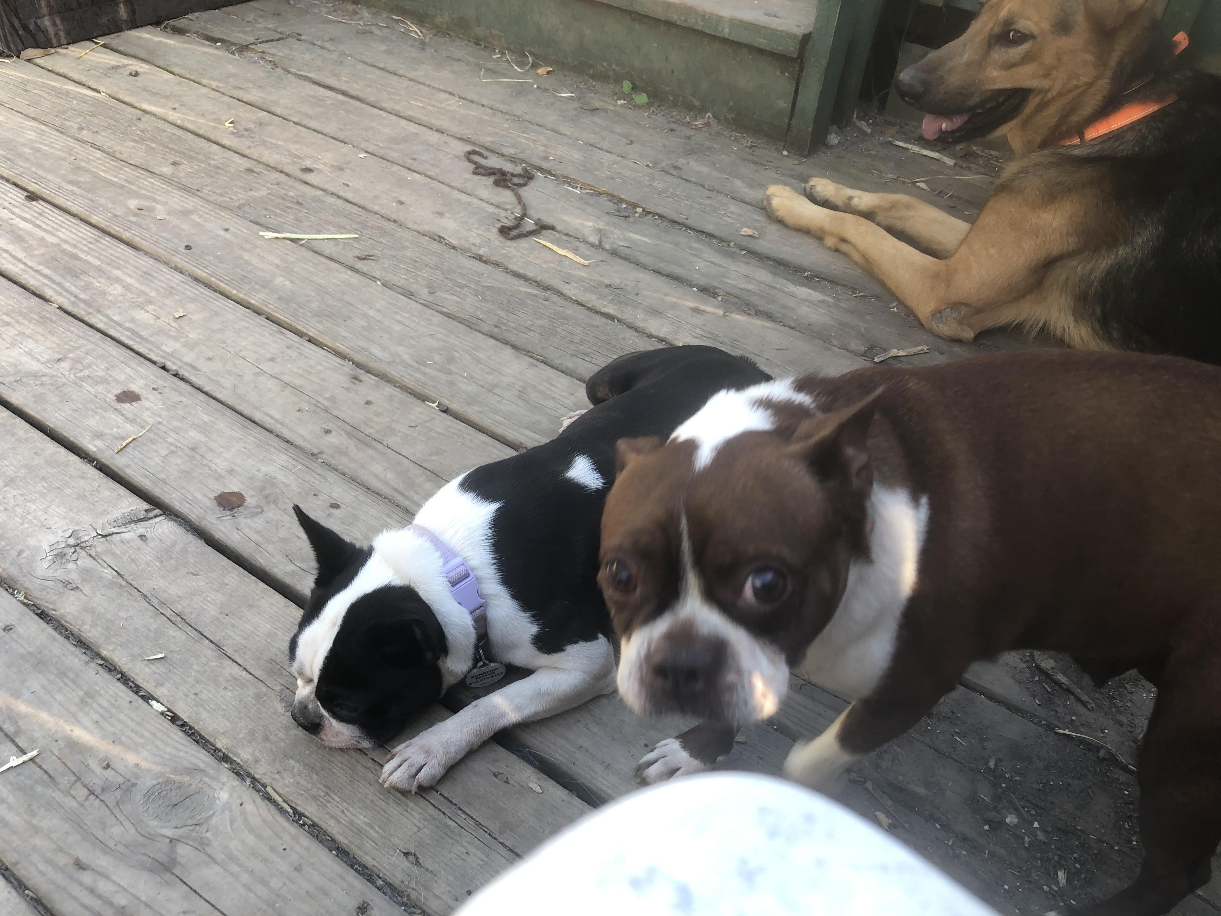 Reba, adoptable, Senior Female Boston Terrier.