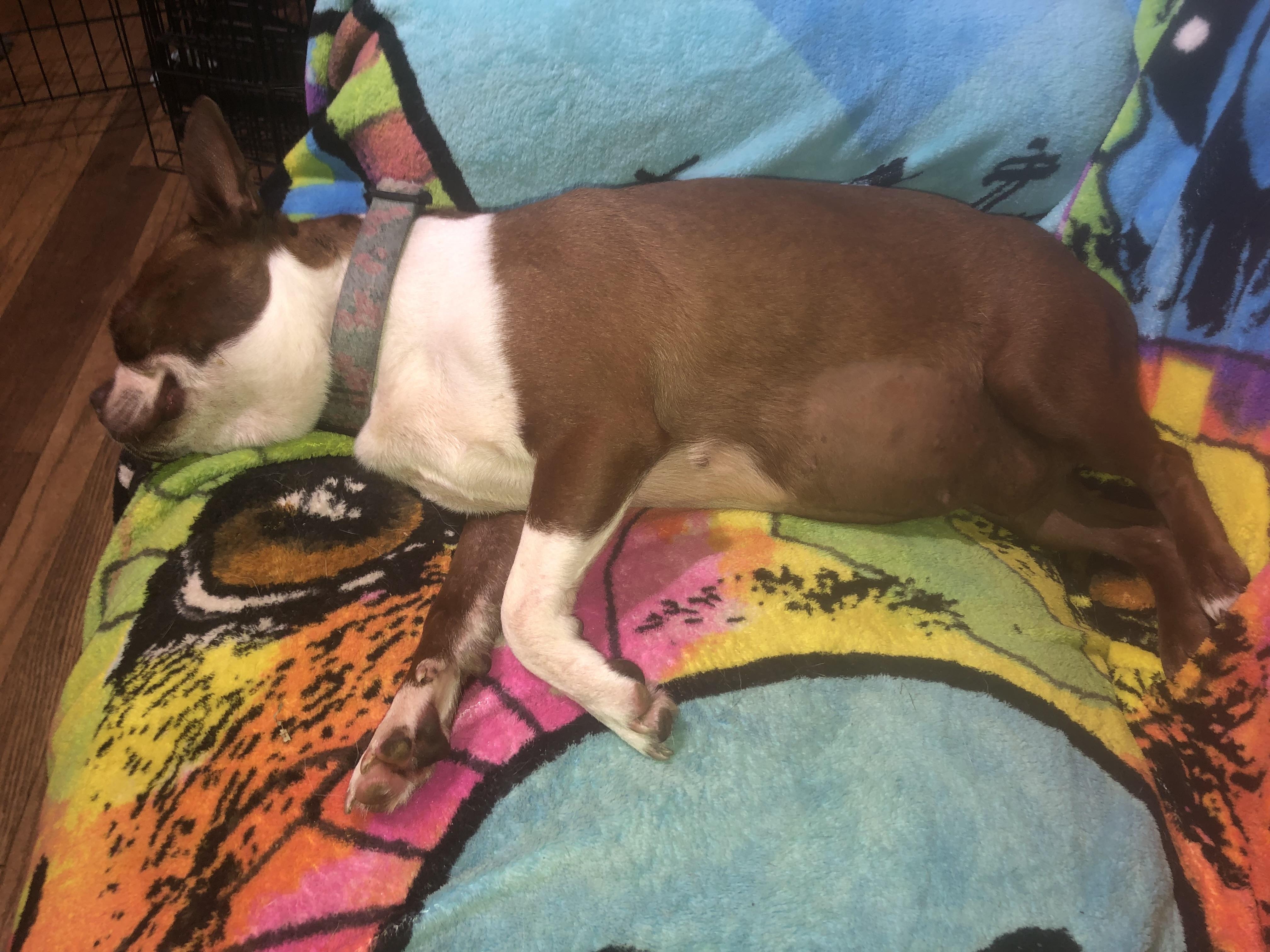 Enlarge Reba, an adoptable Boston Terrier in Oregon, IL image 3/4