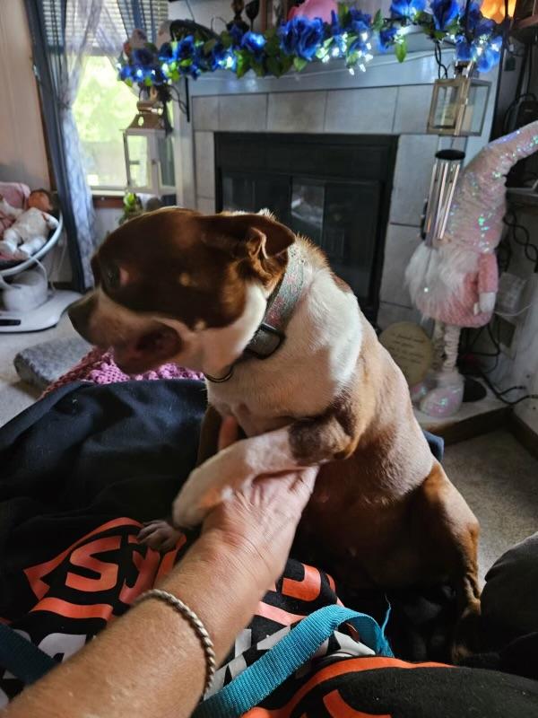 Enlarge Reba, an adoptable Boston Terrier in Oregon, IL image 2/4