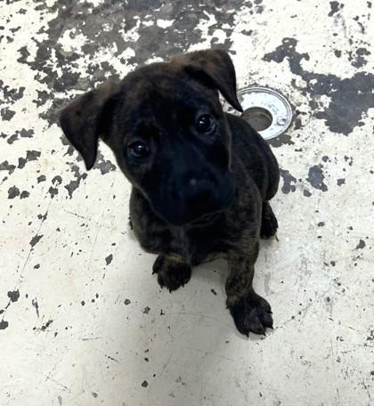 Monica, Adoptable, Puppy Female Pit Bull Terrier & Mixed Breed.